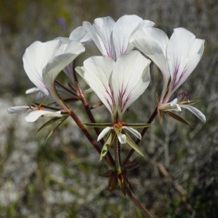 Pelargonium suburbanum